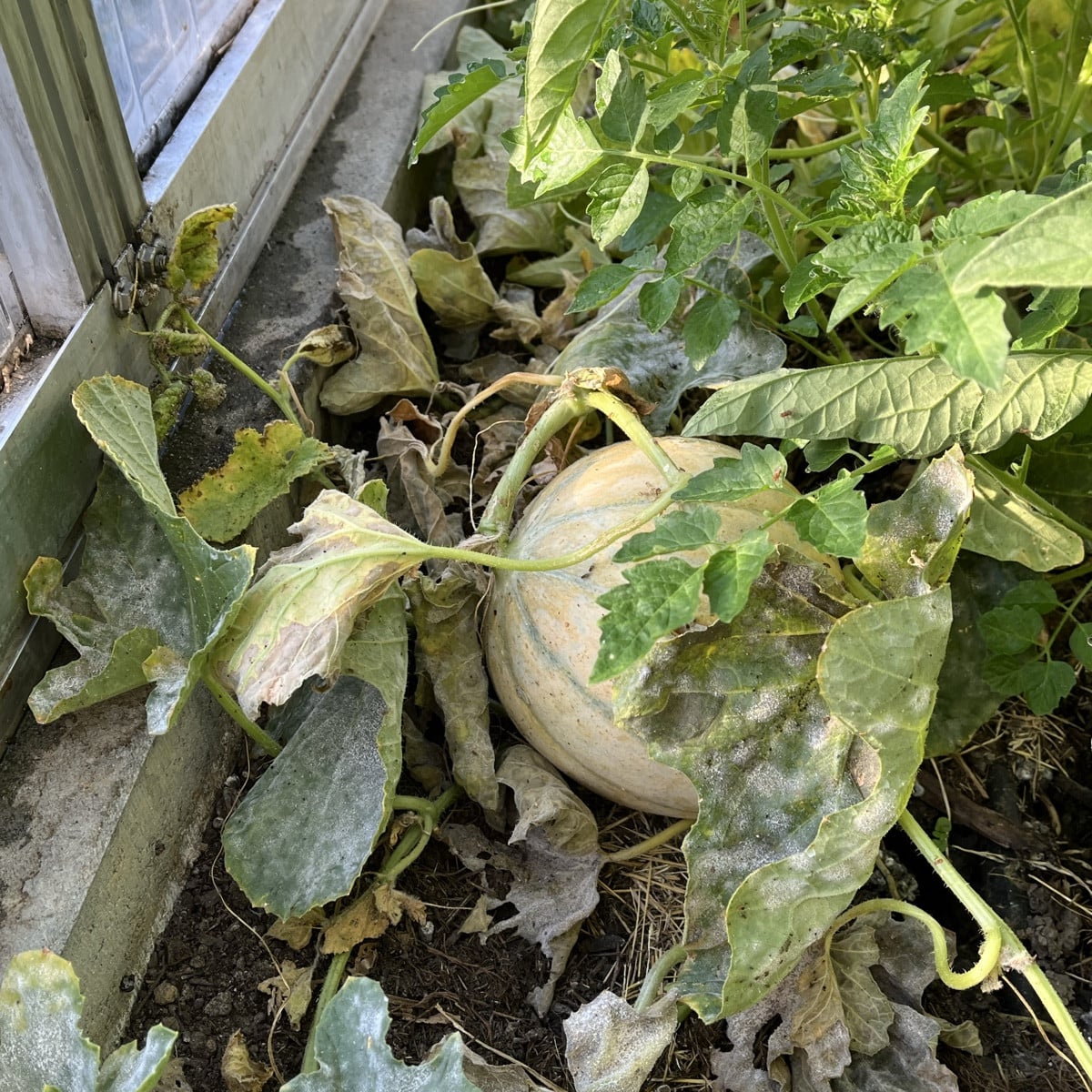 Wirklich ein aussergewöhnlicher Sommer und Herbst! Anfang Oktober und die Tomaten sind noch immer am Wachsen der brasil…