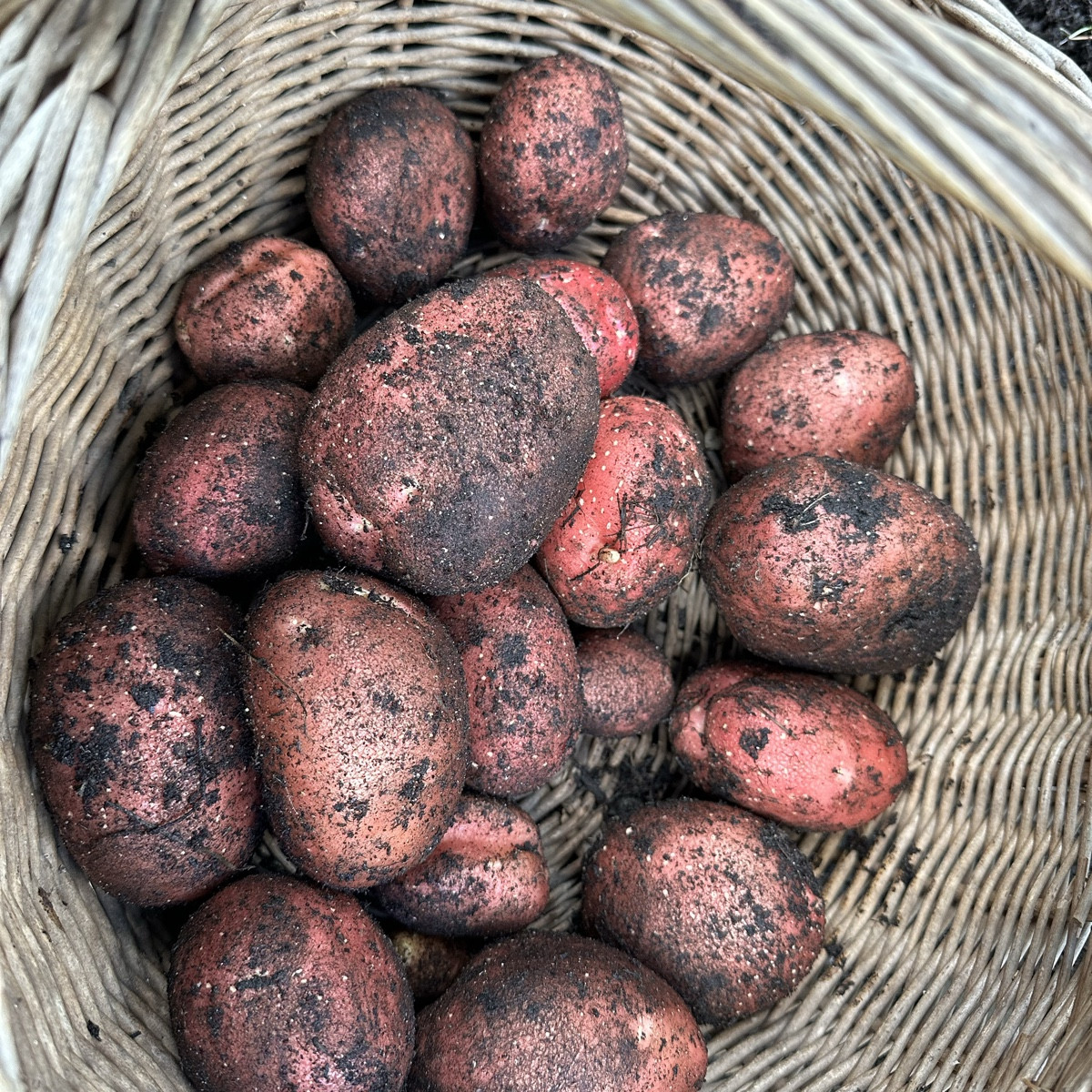 Erinnert ihr euch an mein Experiment „Strohkartoffeln“ ? Ich habe die ersten beiden Mörtelkübel beerntet und bin sehr g…