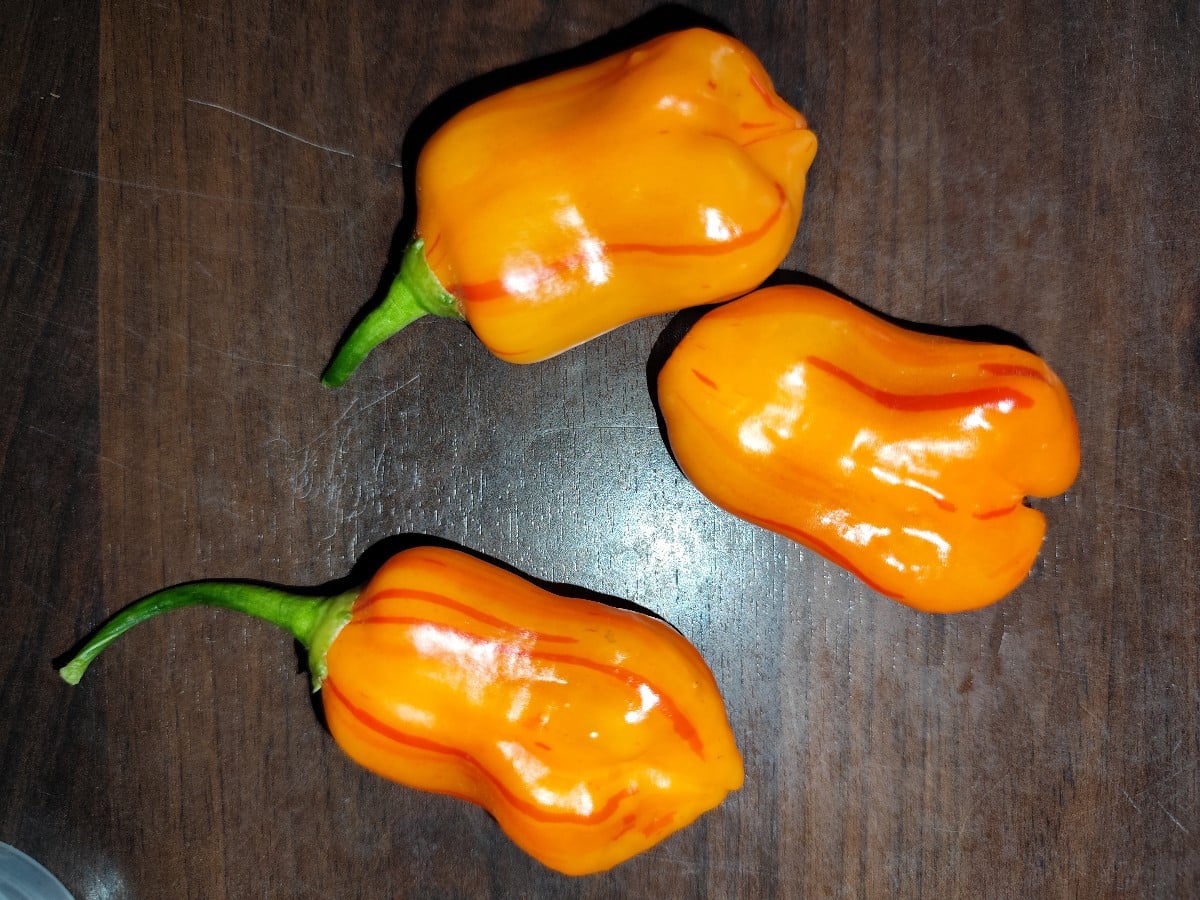 Eine der wenigen gestreiften Chilisorten "Ze'brange" wie heißt deine @Chililily  ?