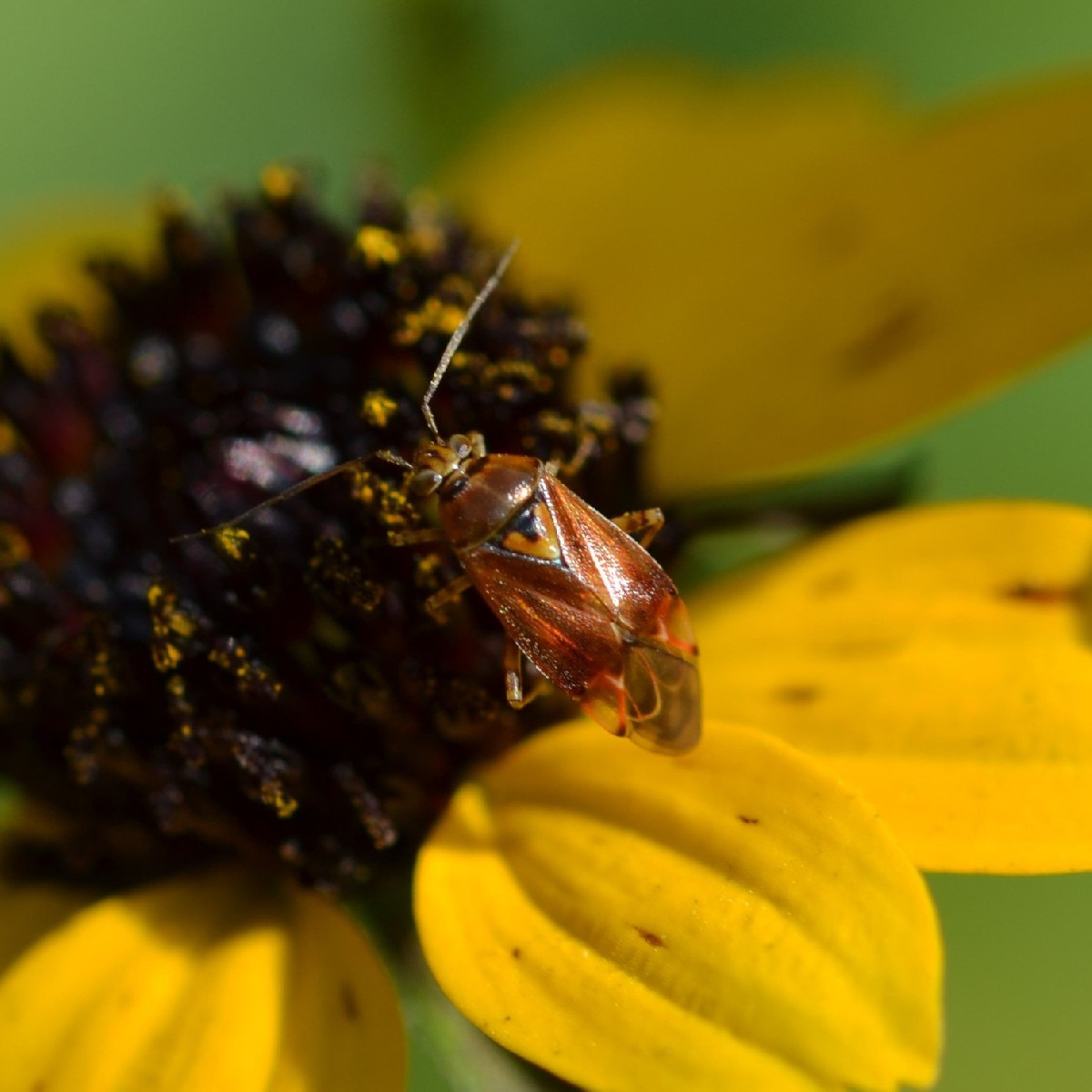 Ich werde schon ein bisschen wehmütig beim Fotografieren, weil sich die Insekten inzwischen doch ziemlich rar machen...…