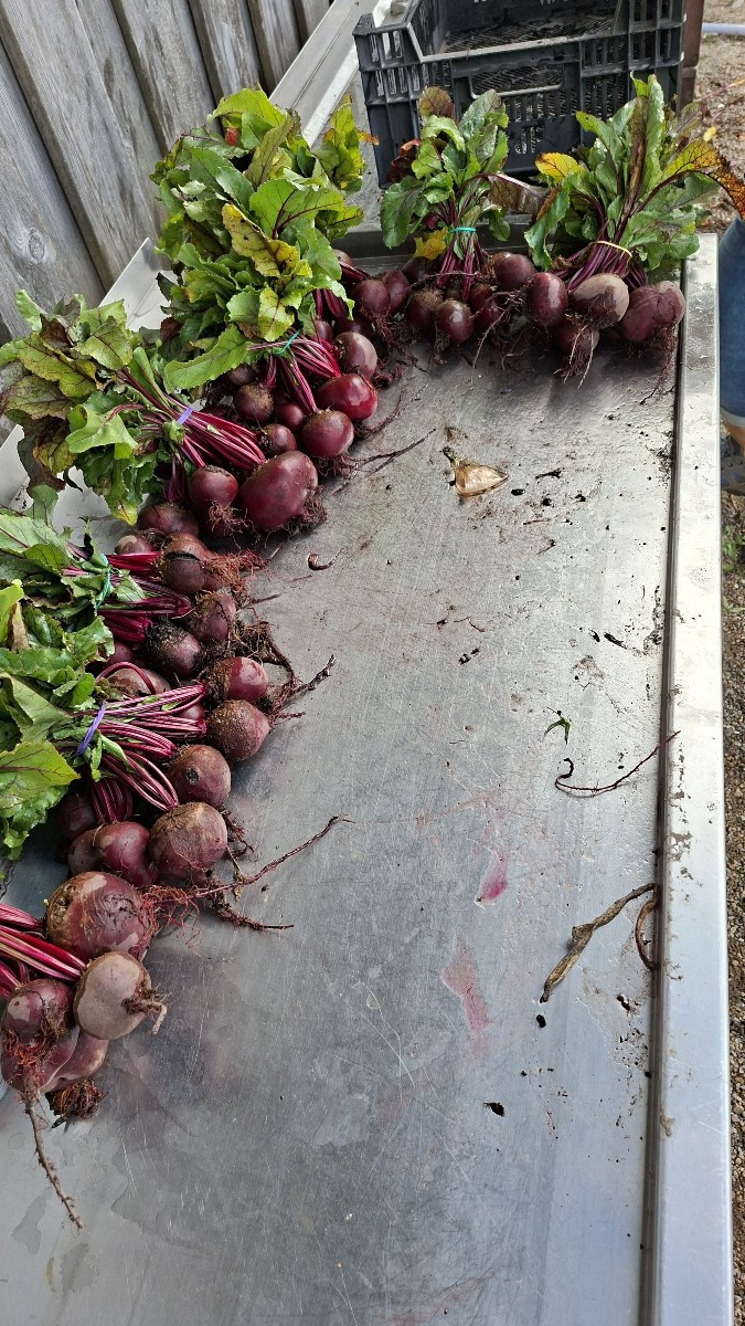 Anfang der Woche hatten wir wieder super Ernteerträge. 58,7 kg Fleischtomaten von dieser größe, 3 Bund gelbe Beete, 8 B…