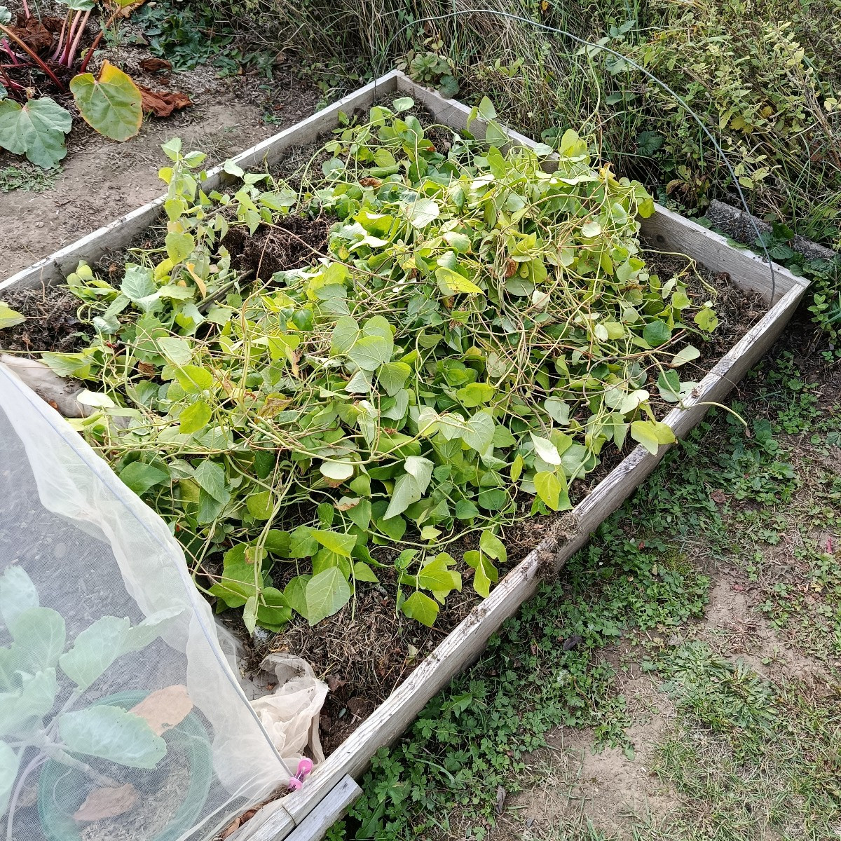 Morgens vergesse ich oft im Garten, dass ich keine zwanzig mehr bin, abends bekomme ich dann die Quittung. Wer kennt es…