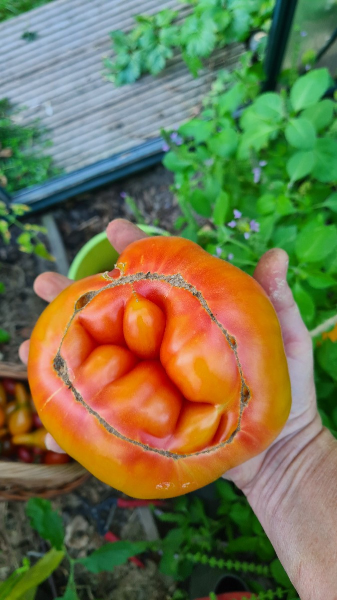 Schatz, heute gibts Tomatensalat.....