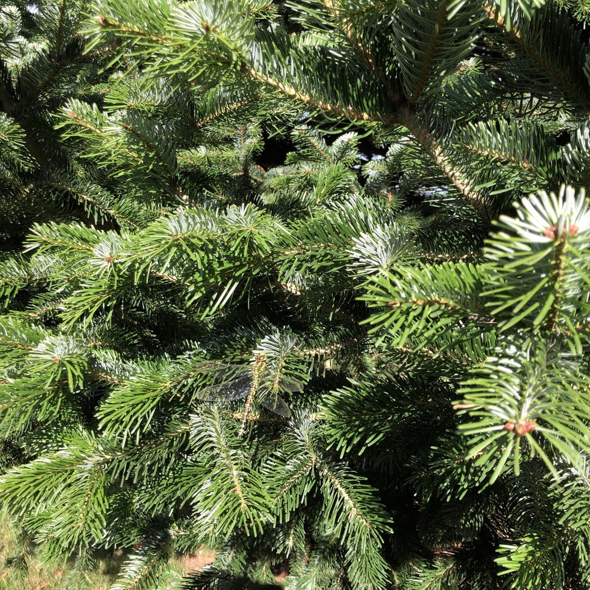 Suchbild: Suche das Insekt auf dem Bild.
Ok, ist nicht allzu schwer 🙃
Mein Mann hat es aus ca 10m Entfernung gesehen. …