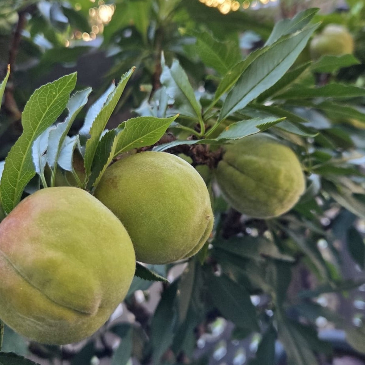 Hallo ihr Lieben! Anbei News vom Balkon.  Hauszwetschge , Pfirsich 🍑 " Bonanza" und Birne 🍐  " Conference" . Wird! 