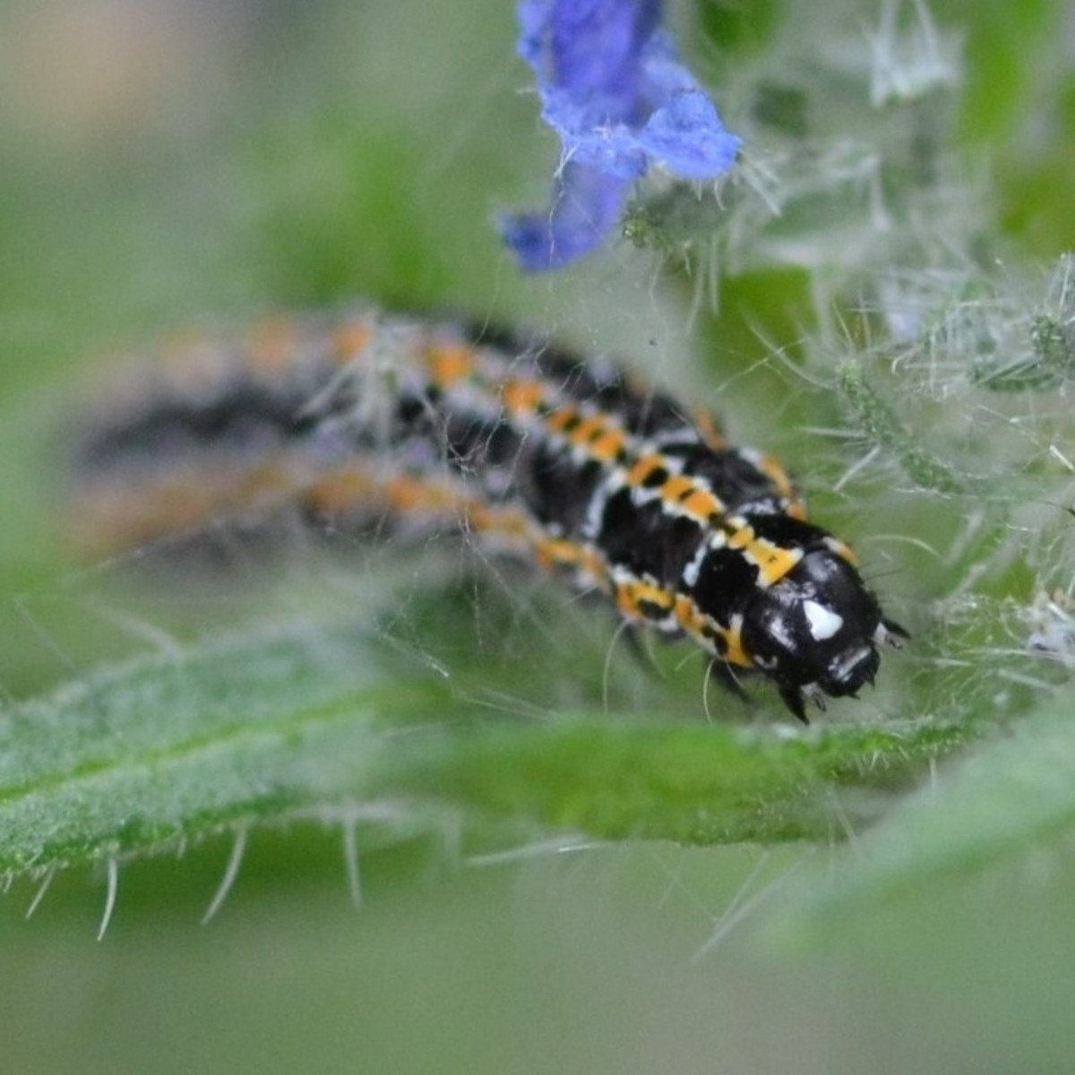 Ein paar Fotos aus den letzten Tagen: 1: die Ackerhummel, 2: eine Erdhummel, 3: der Purpurzünsler, 4: die Gemeine Weide…