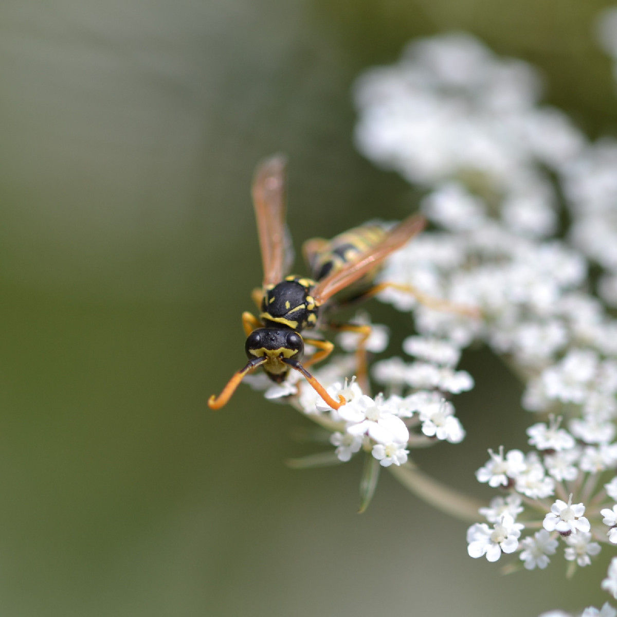 Ich war die letzten Tage endlich mal wieder auf Fotosafari 😁
Und das hab ich entdeckt: Auf Foto 1, 2 und 3 ist der Kur…
