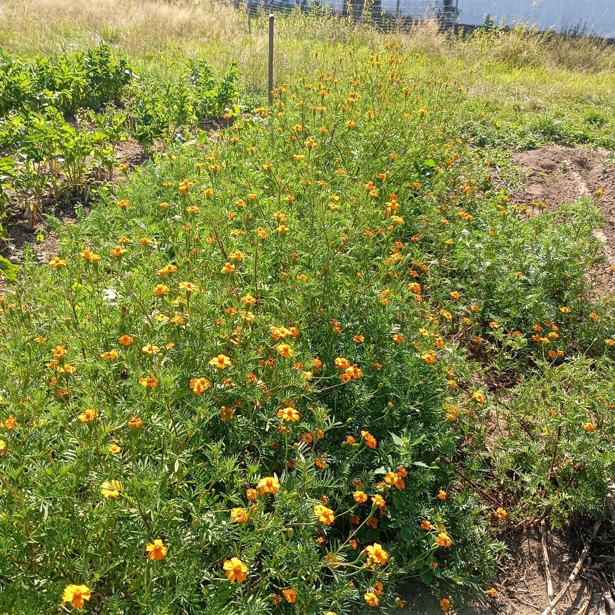 Ich habe heuer wenig Probleme mit Schädlinge wahrscheinlich wegen den tagetes die ich massenweise auf meinen Acker gepf…