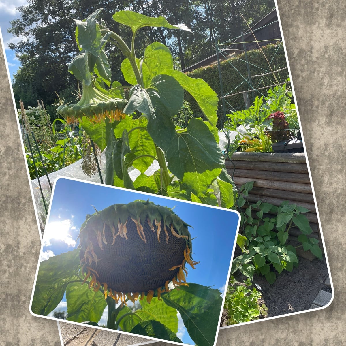 Bild 1: Habe heute jemand neues in meinem Garten entdeckt: Raupe des Mittleren Weinschwärmers, die sich in einem fortge…