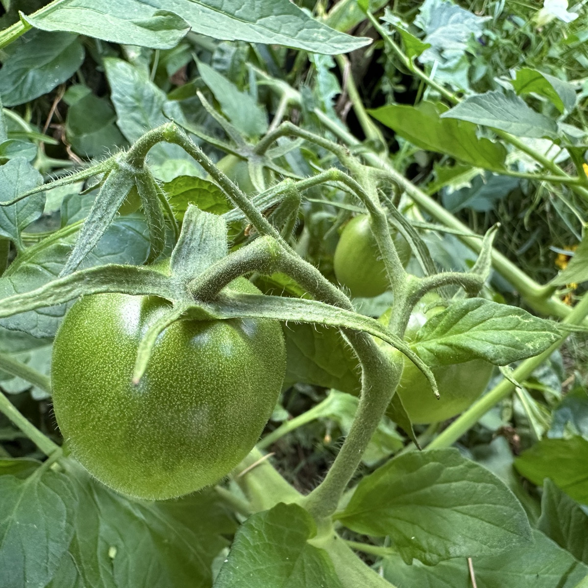 Ich hätte nicht gedacht, dass sich die Tomaten zwischen den Schnittblumen in den Mörtelkübeln so wohlfühlen 😁