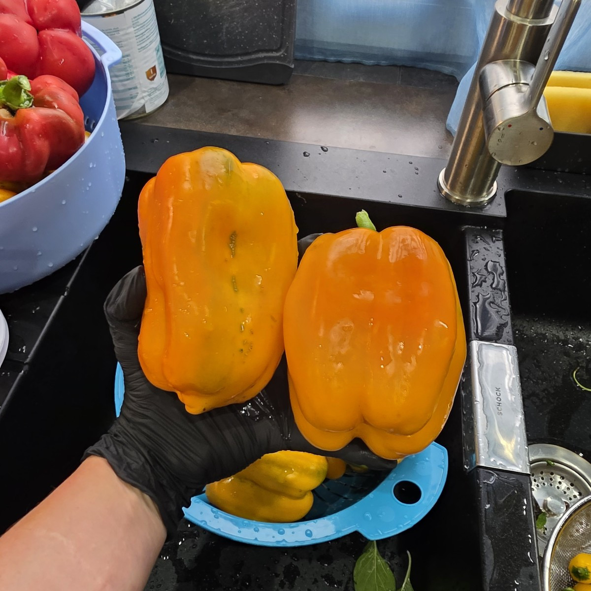 Paprika Saison ist fast zu Ende! Das meiste heute abgeerntet. Nächstes Jahr paar mehr frühe Sorten. Die Chili Ernte ist…