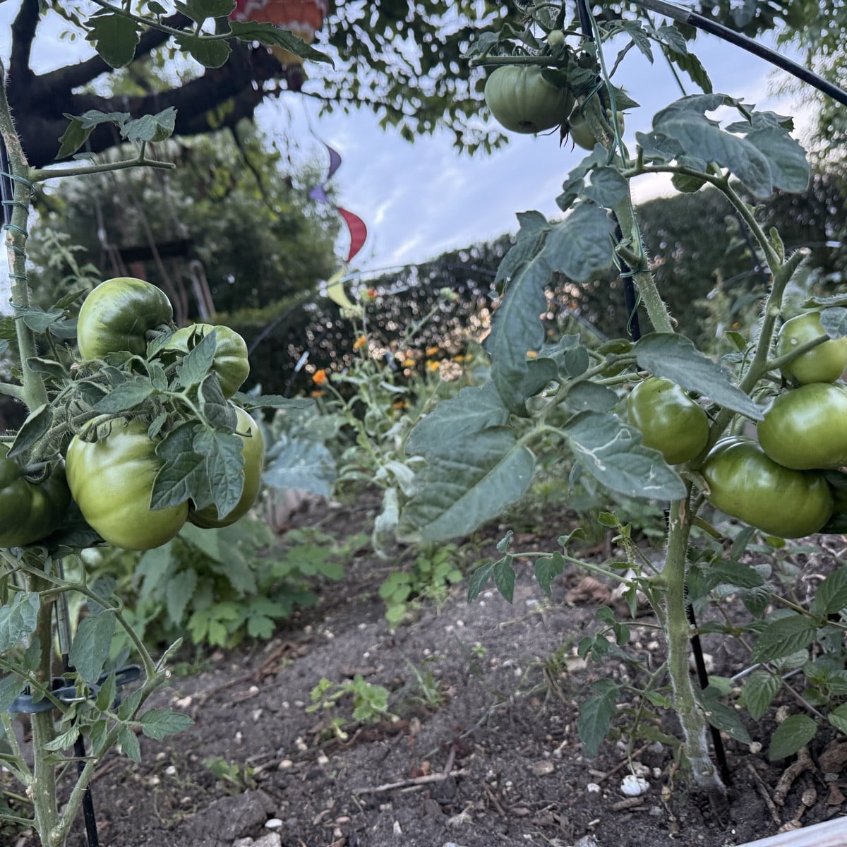 Meine erste Paprika. Meine ersten Tomaten und meine erste Aubergine. 
Meine Kürbis sind nun in Gänze weg, die Bohnen ha…