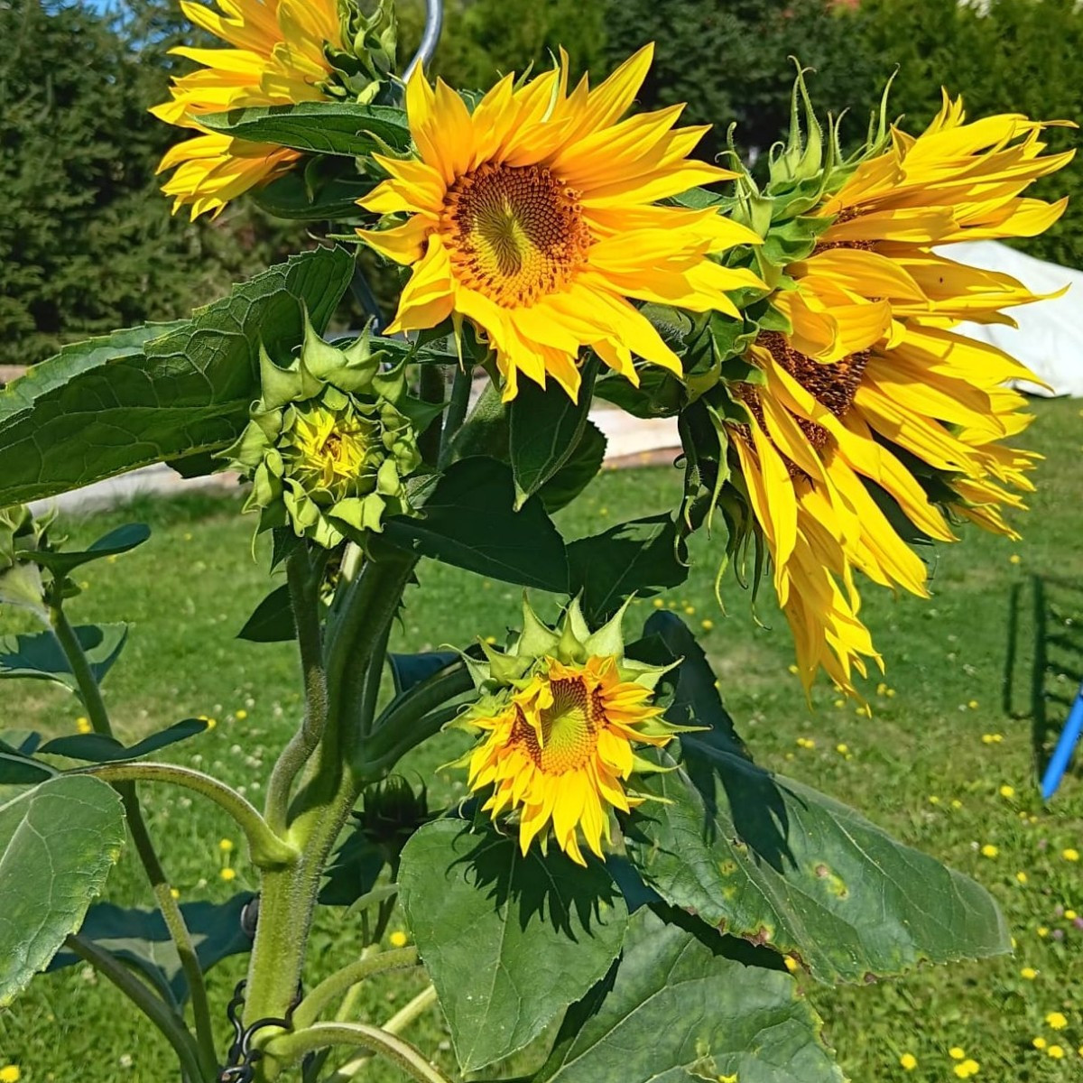 Ich habe dieses Jahr keine Sonnenblumen ausgesät und habe trotzdem so ein schönes Exemplar mit vielen Blüten im Garten.…