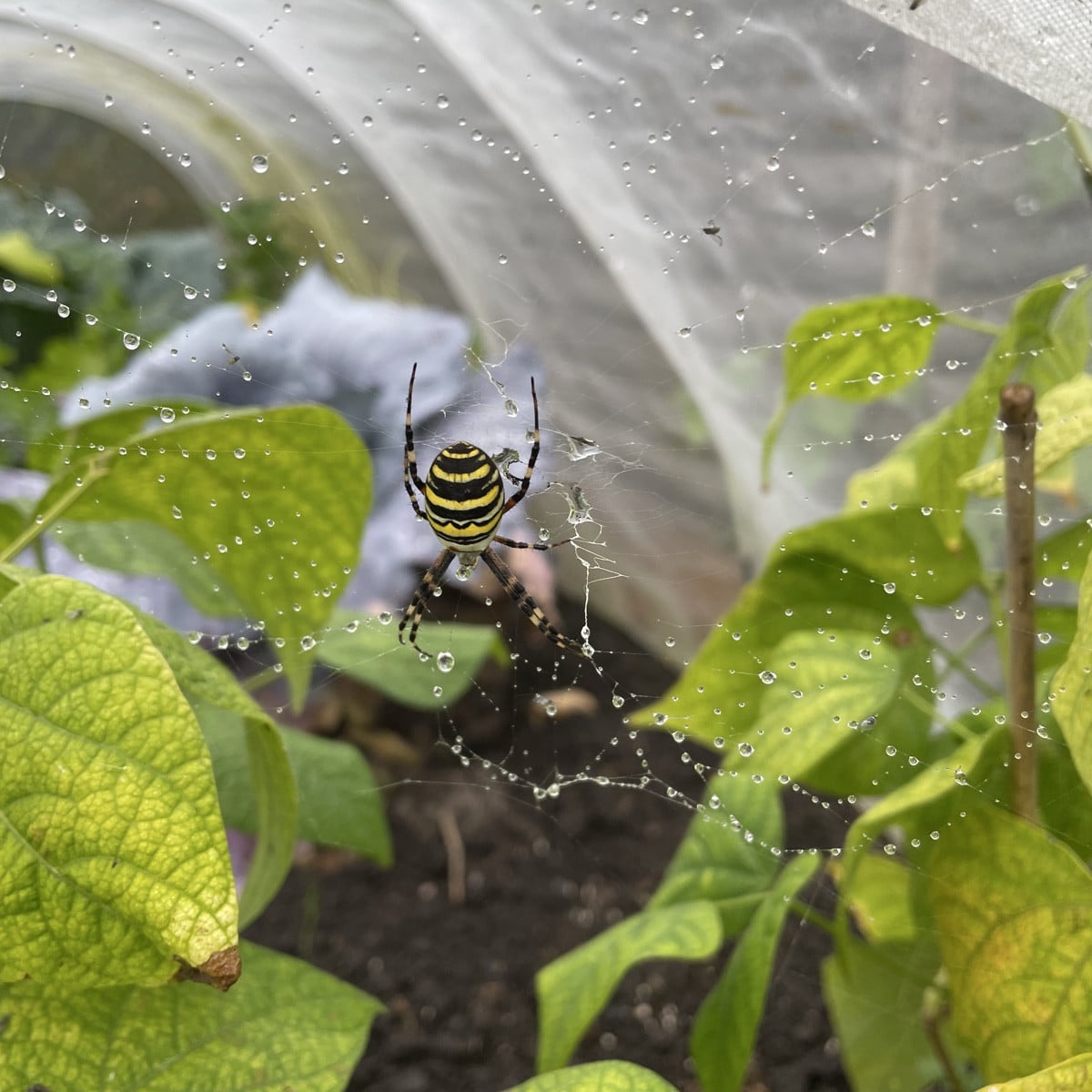 Wespenspinne 🐝 🕷️ 
