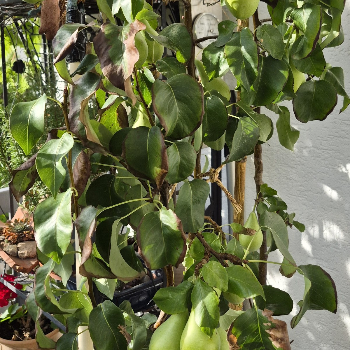 Hey ihr Lieben! Update vom Balkon.  Zwetschge muss mit Kokosseilen abgestüzt werden,  Pfirsich 🍑 und Birne geht es gut…