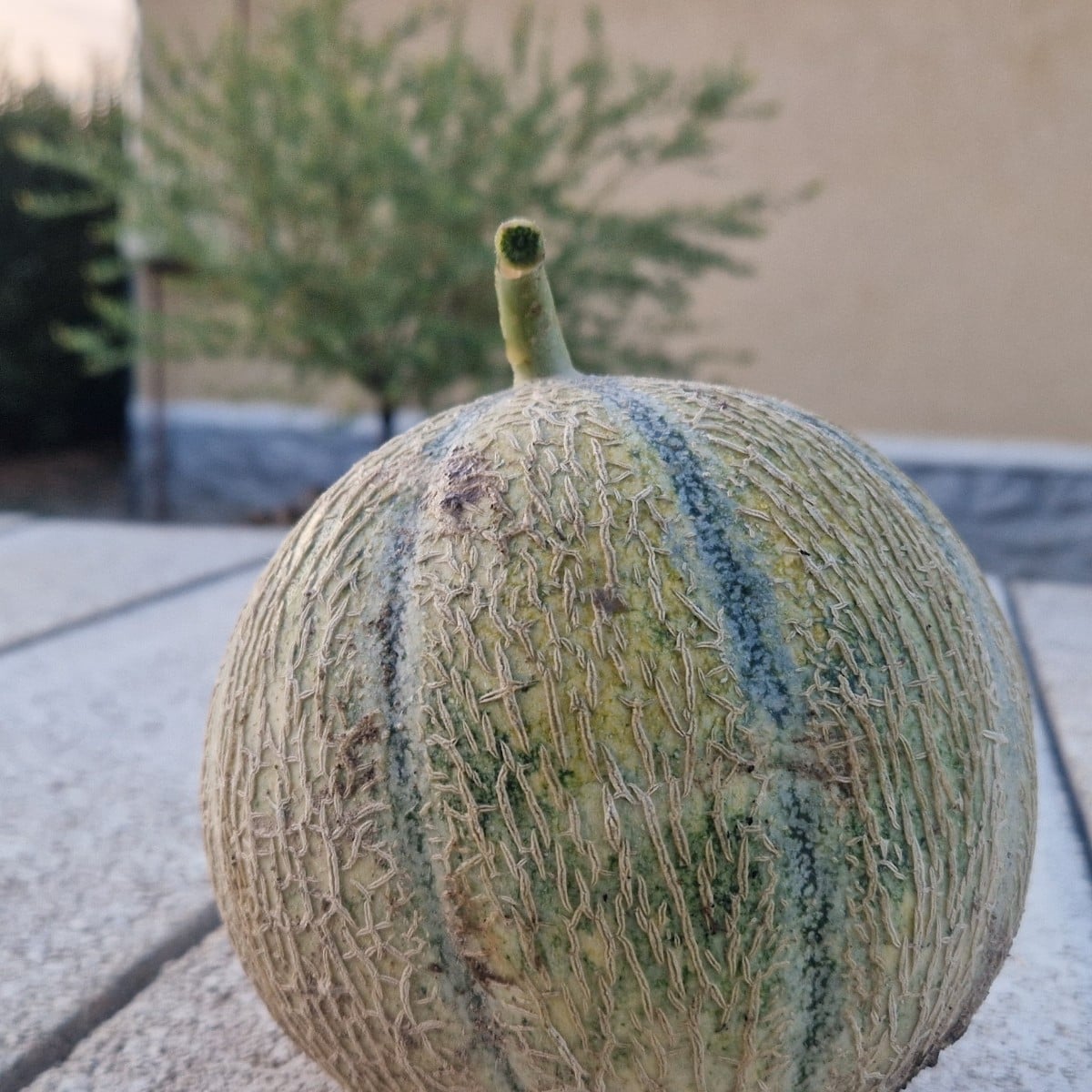 Unsere ersten kleinen Ernten...