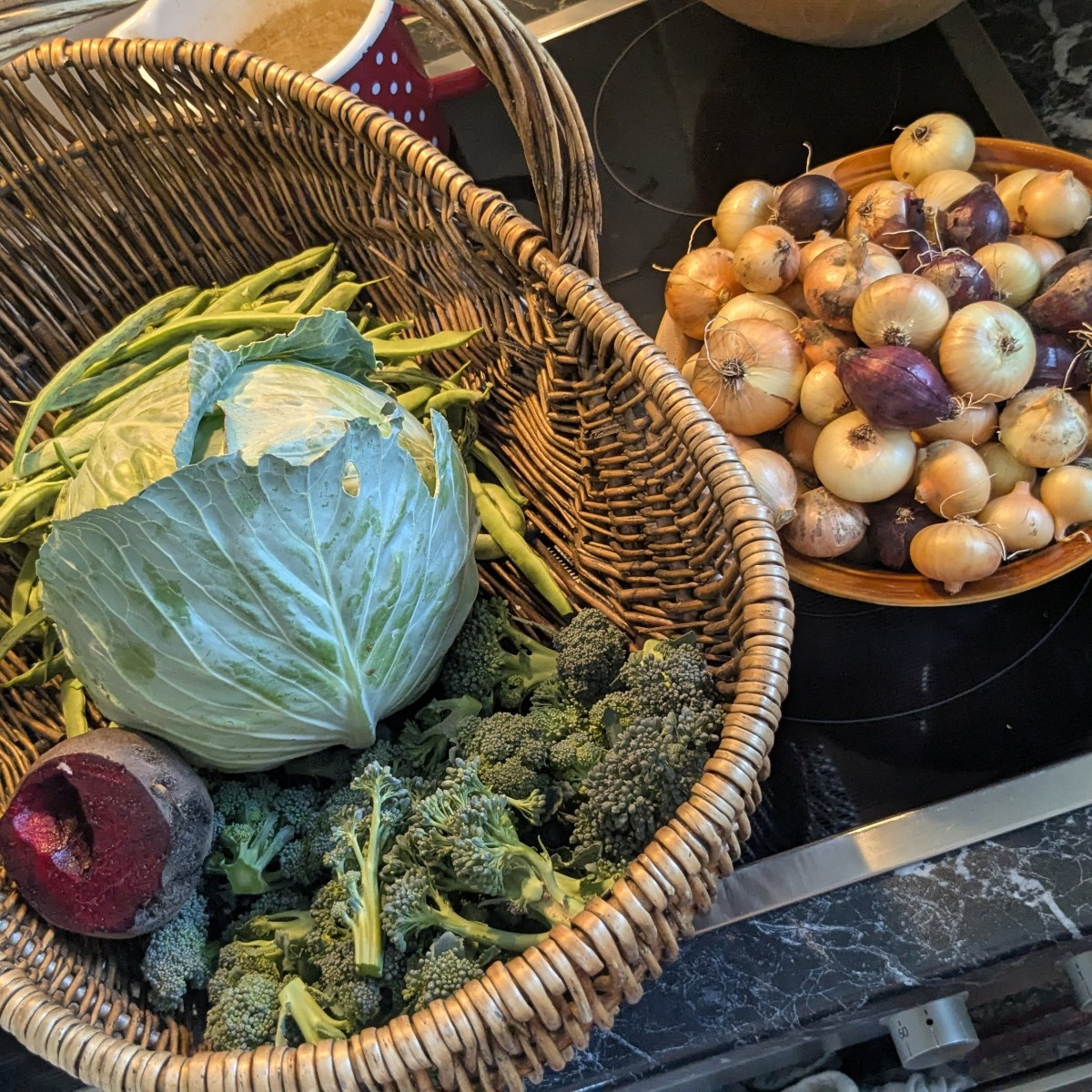 Erster Kohl geerntet. #Premiumkohl