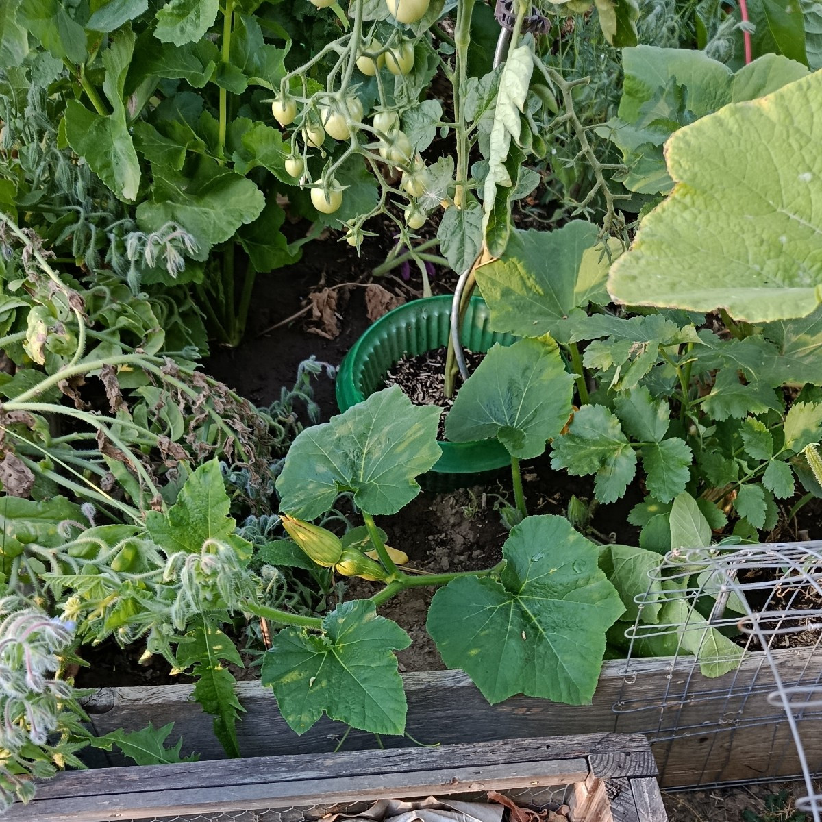 Die Tomate Goldita produziert und trotzt der Hitze. Ananastomate habe ich dieses Jahr nur zwei.😥
Kürbis ist auch nicht…