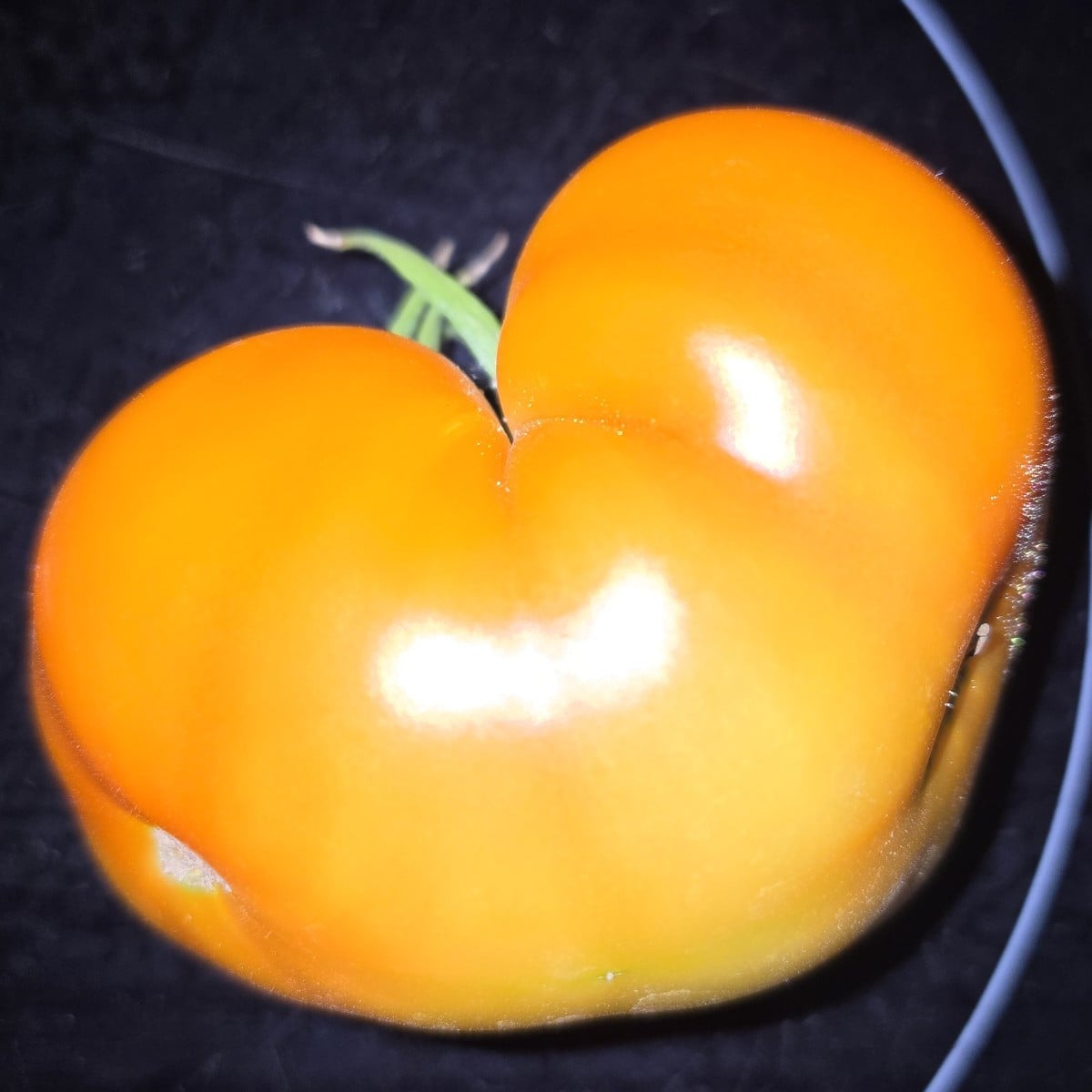 Siamesische Zwillinge Tomaten😃