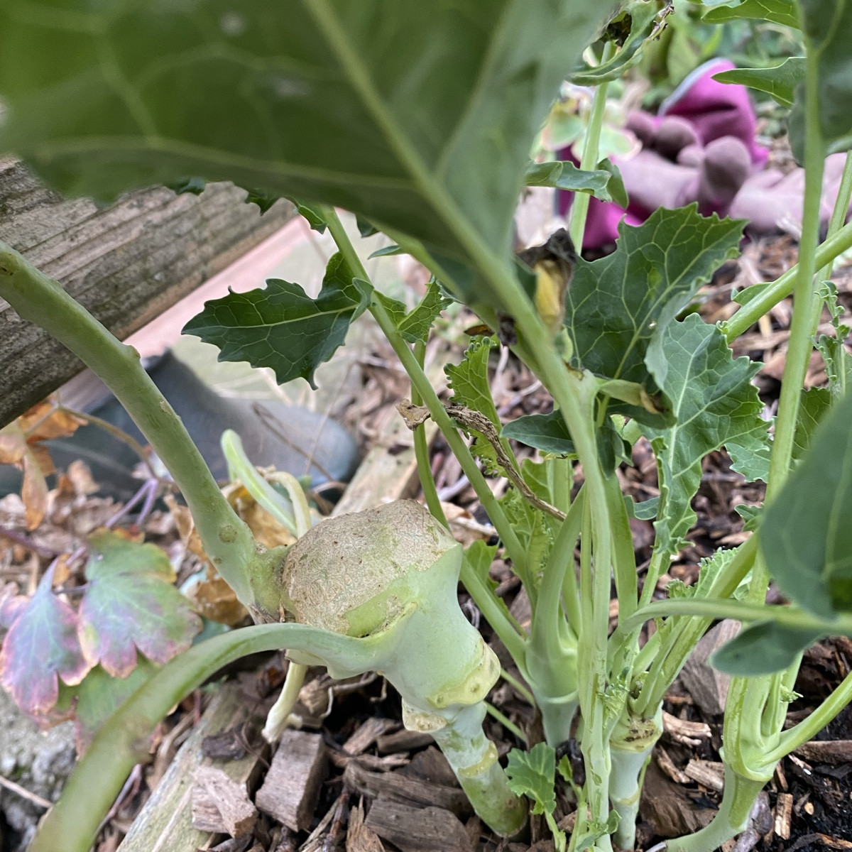 Meine Kohlrabi schaffen es dieses Jahr bestenfalls in die Kategorie „künstlerisch wertvoll“.- In Zeugnissen auch gern u…