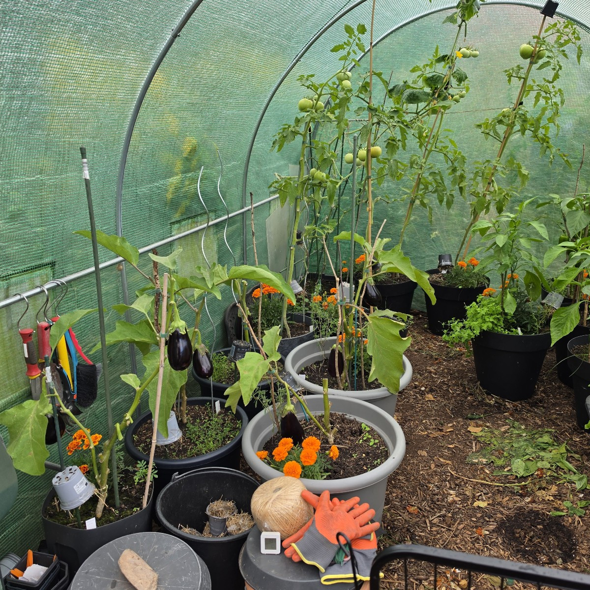 Auberginen und Tomaten geerntet. Auberginenpflanzen ohne große Auberginen entfernt aus Gewächshaus, und auf Komposthauf…