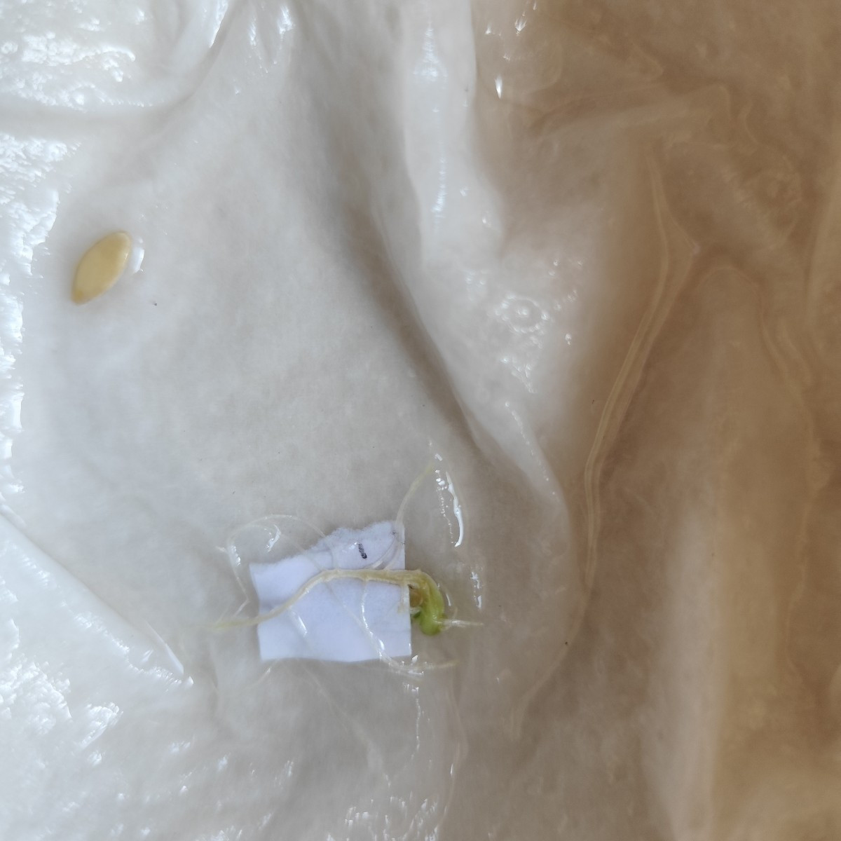 Welch Tapferkeit!
Vor zwei Wochen leider in der Arbeitshose mitgewaschen, gerade gefunden...das verdient eine Chance! D…