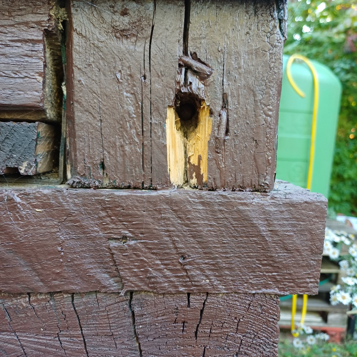 Feuchtigkeit gut möglich, scheint noch nicht durch zu sein. Holz fühlt sich fest an soweit ich das beurteilen kann.