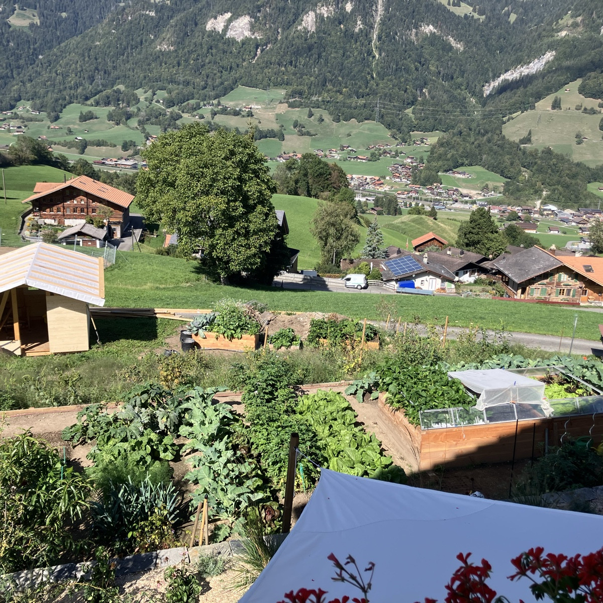 Heute Morgen ein Gang durch den Garten. Buschbohnen, Brokkolini (Cima di Rapa), Radiesli, Salat, Schottenrettich geernt…