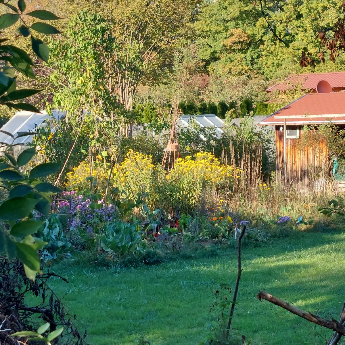 Garten am Dienstag nach der Arbeit. 
Die Sonnenhüte blühen die zweite Runde, nachdem die erste verdorrt ist.
Die Cosmee…
