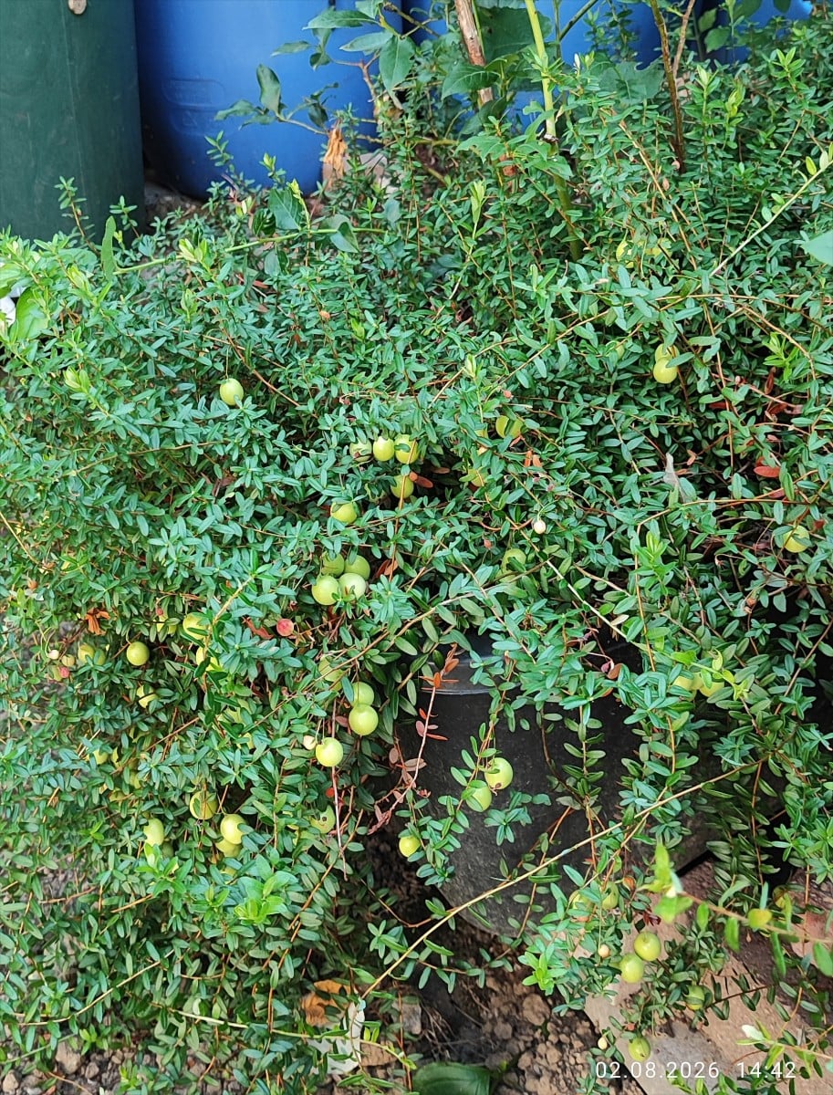 ...Die #Cranberries haben heuer einen ganz akzeptablen Fruchtbesatz 🤩 ...