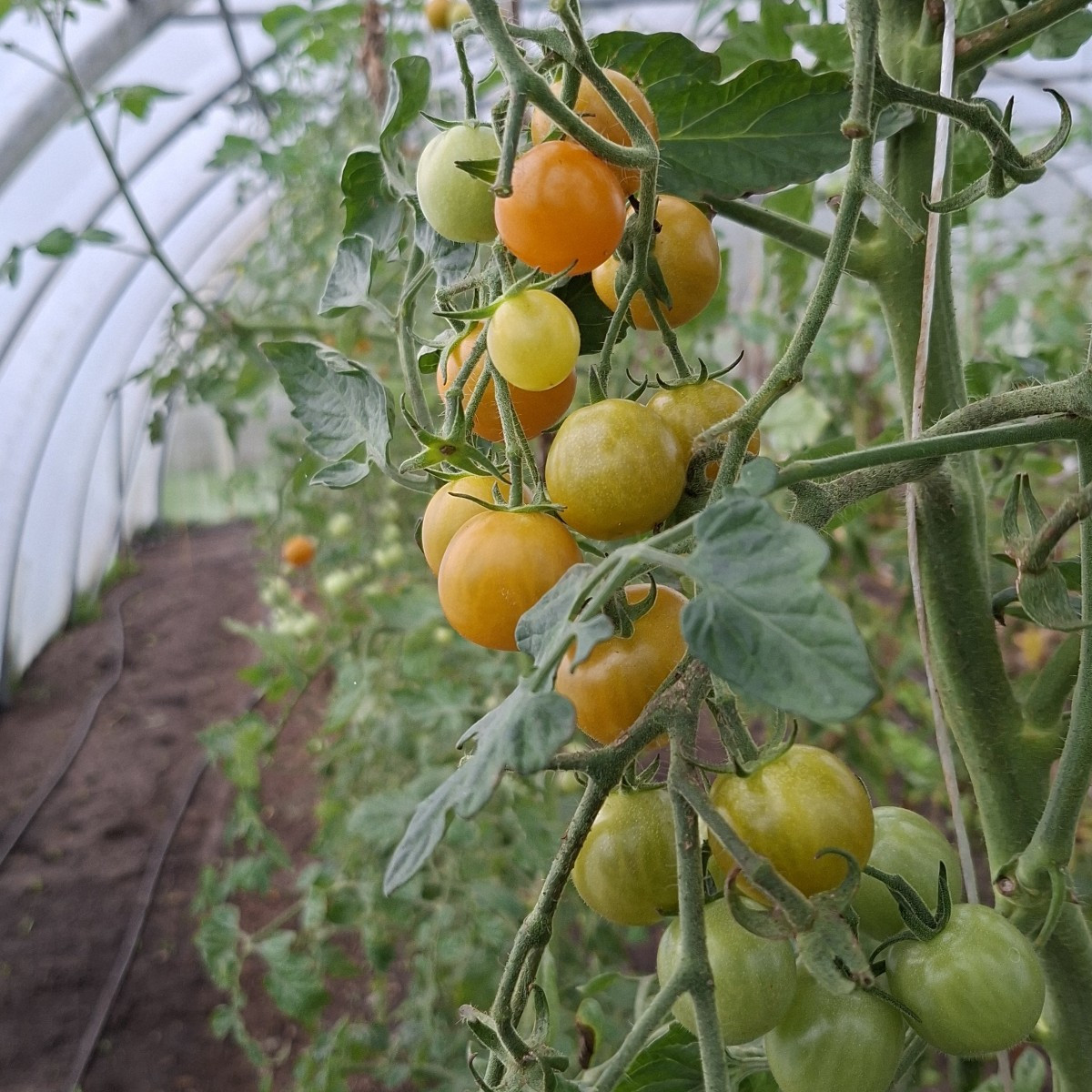 Heute wurde in Folientunnel 3 die letzten Tomaten geerntet, die unreifen und überreifen entsorgt in die schwarze Tonne …