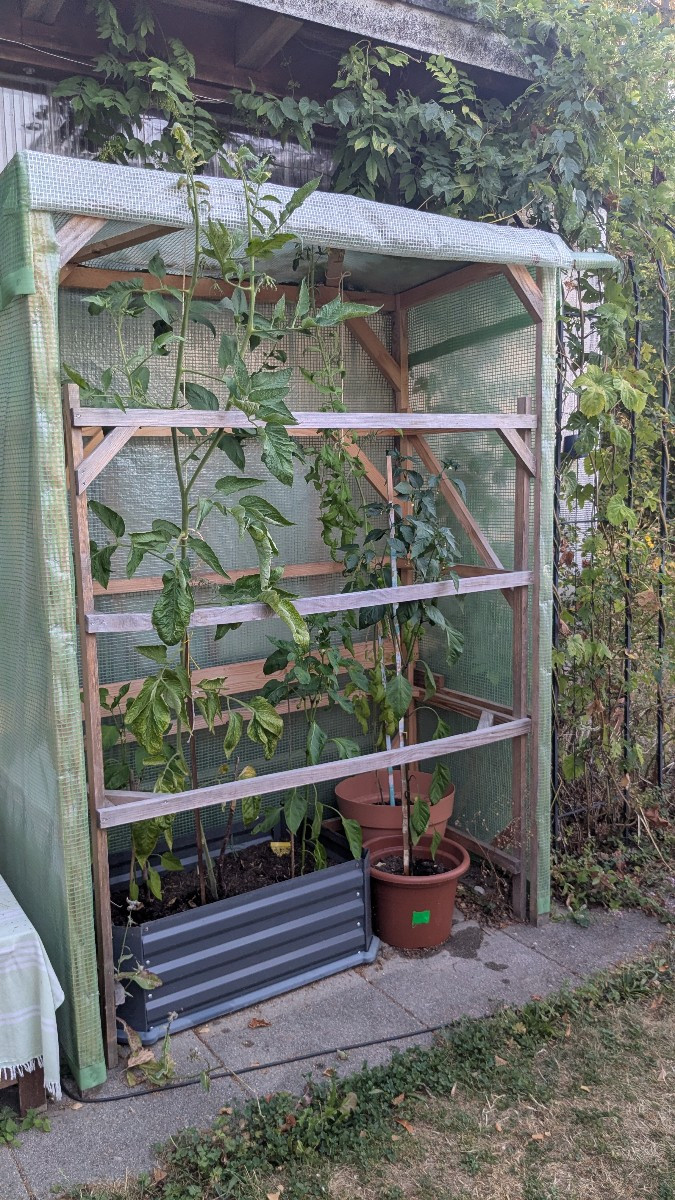 Die ist jetzt als 2.2m hoch und hat immer noch keine Tomaten dran... 