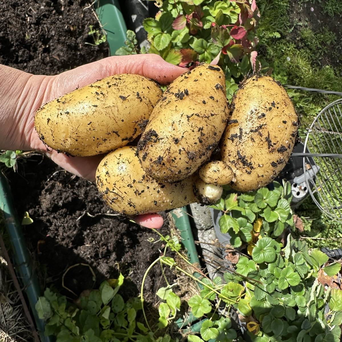 Erinnert ihr euch an mein Experiment „Strohkartoffeln“ ? Ich habe die ersten beiden Mörtelkübel beerntet und bin sehr g…