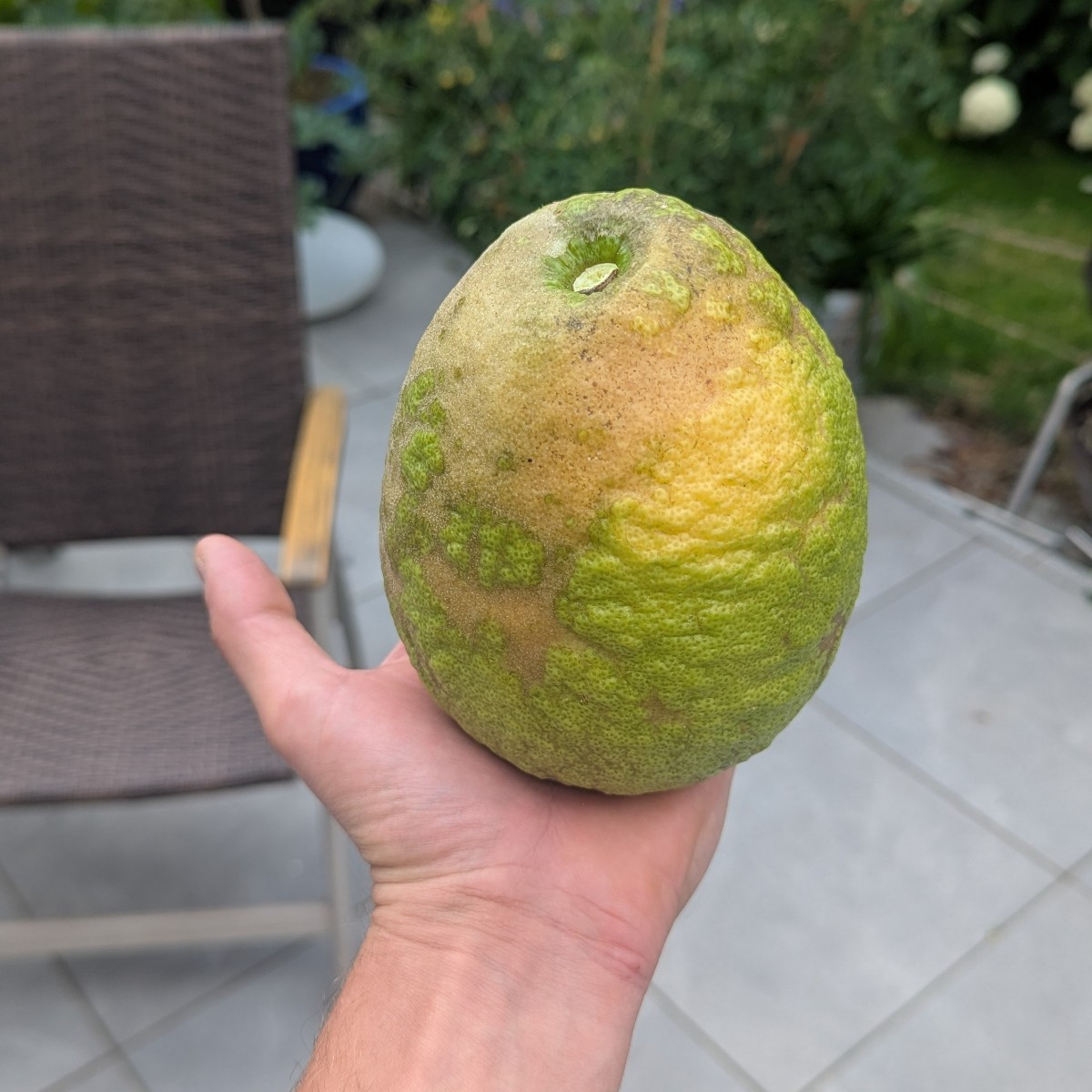 Kurzer Eindruck der Ernte diesen Jahres. Gurken reichen definitiv für das ganze Jahr. Geschätzte 30 kg bisher verarbeit…