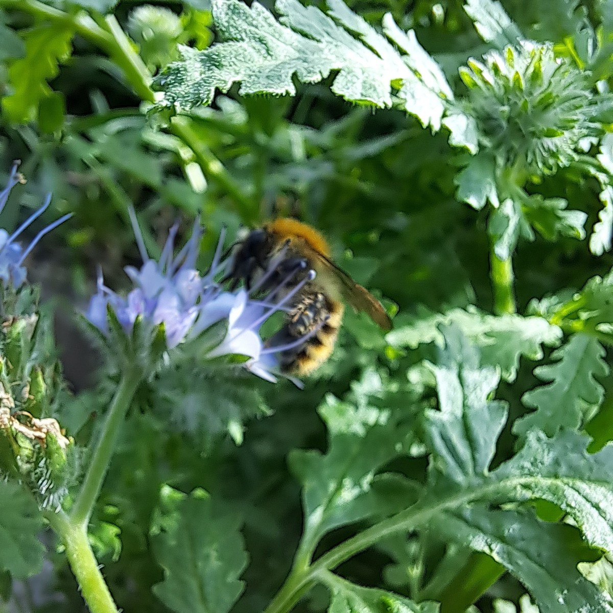 In den letzten Wochen hat es bei uns gut geregnet. Und die Pflanzen wie Bergminze, Blauraute, Wilder Majoran, Ehrenprei…
