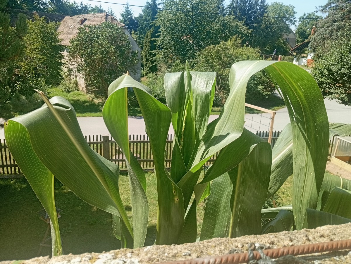 1. Stock aus dem Fenster fotografiert.