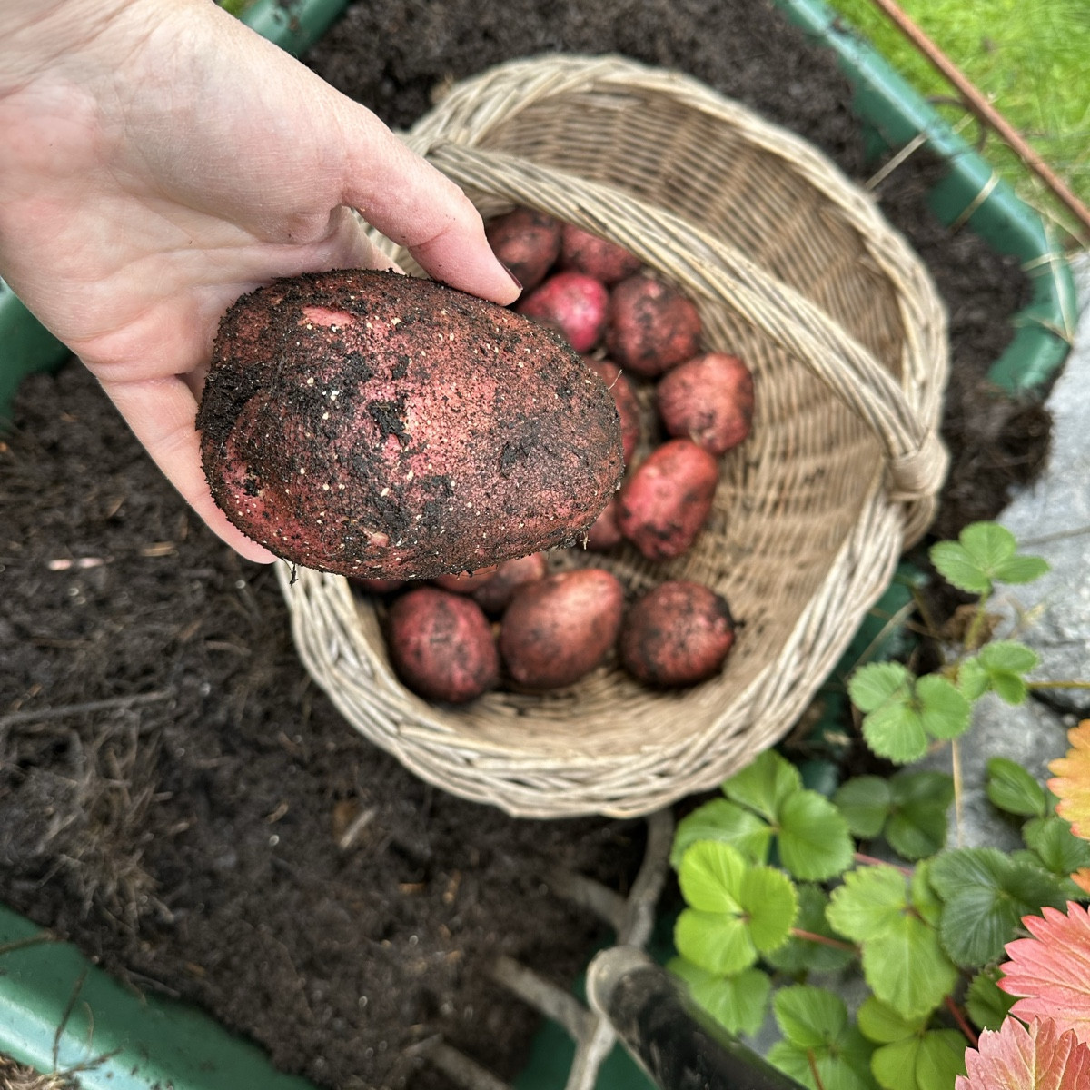 Erinnert ihr euch an mein Experiment „Strohkartoffeln“ ? Ich habe die ersten beiden Mörtelkübel beerntet und bin sehr g…