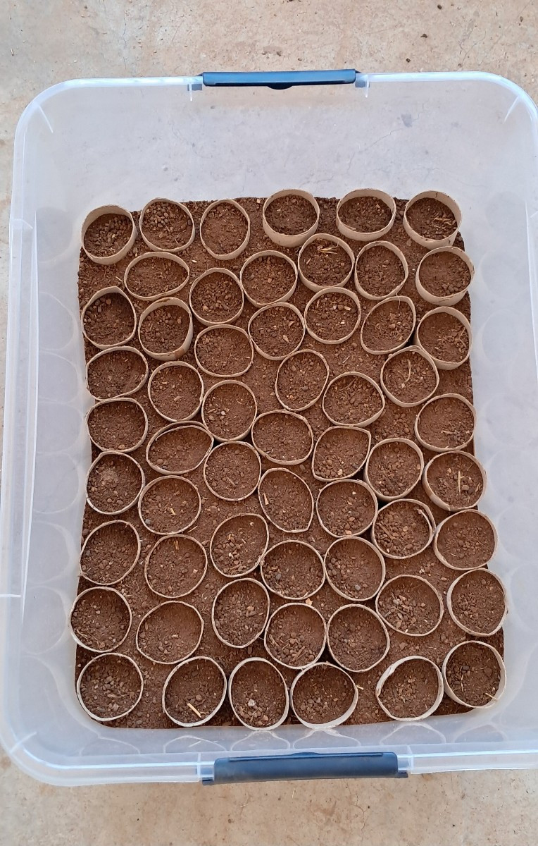 Ich bin kein großer Fan dieses Gemüses, aber in einem Couscous-Gericht schmeckt es so gut, dass ich es nur so essen kan…