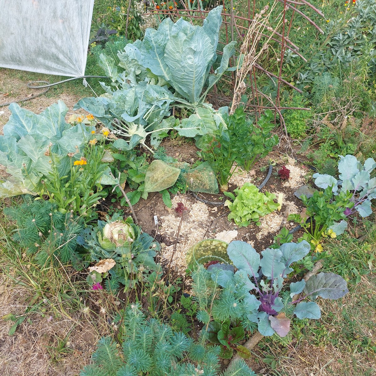 #Einkaufenimgarten
Die Tomaten werden mehr. So schön bunt.
Mal sehen, was mir von den Schnecken(?) vom Weißkraut übrig …