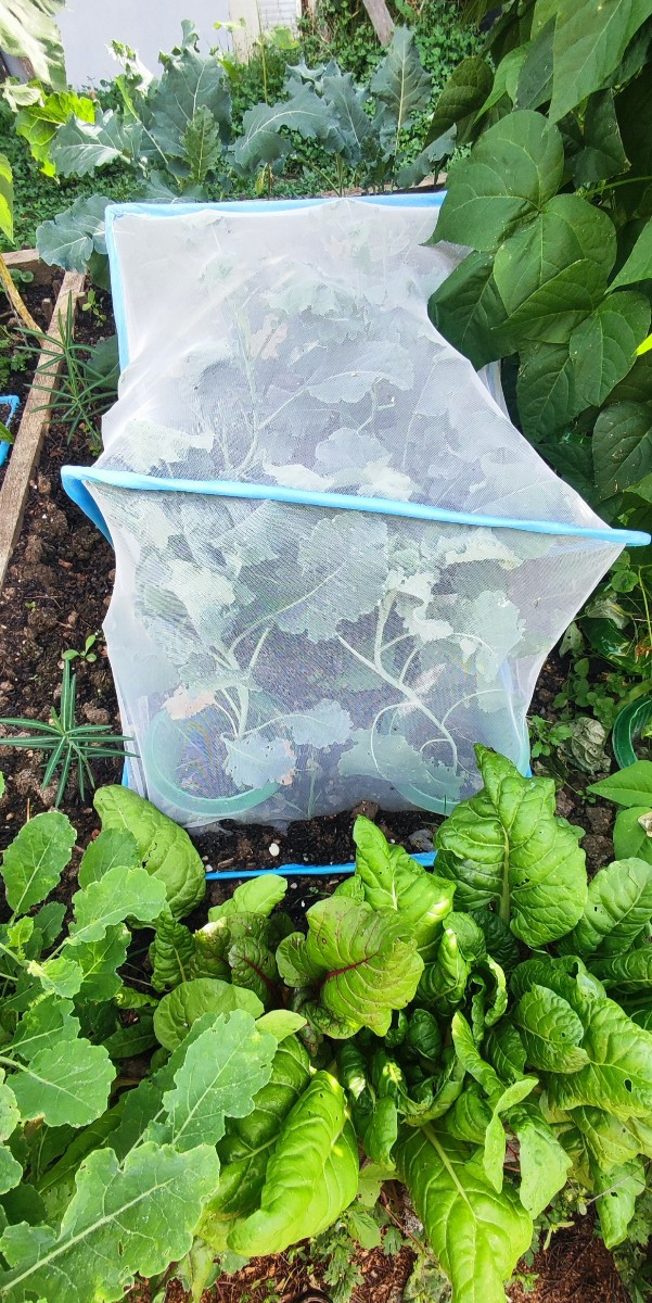 ...Ein paar frühherbstliche Impressionen aus'm Garten...
Die #kletterzucchini trotzt immer noch tapfer dem echten Mehlt…