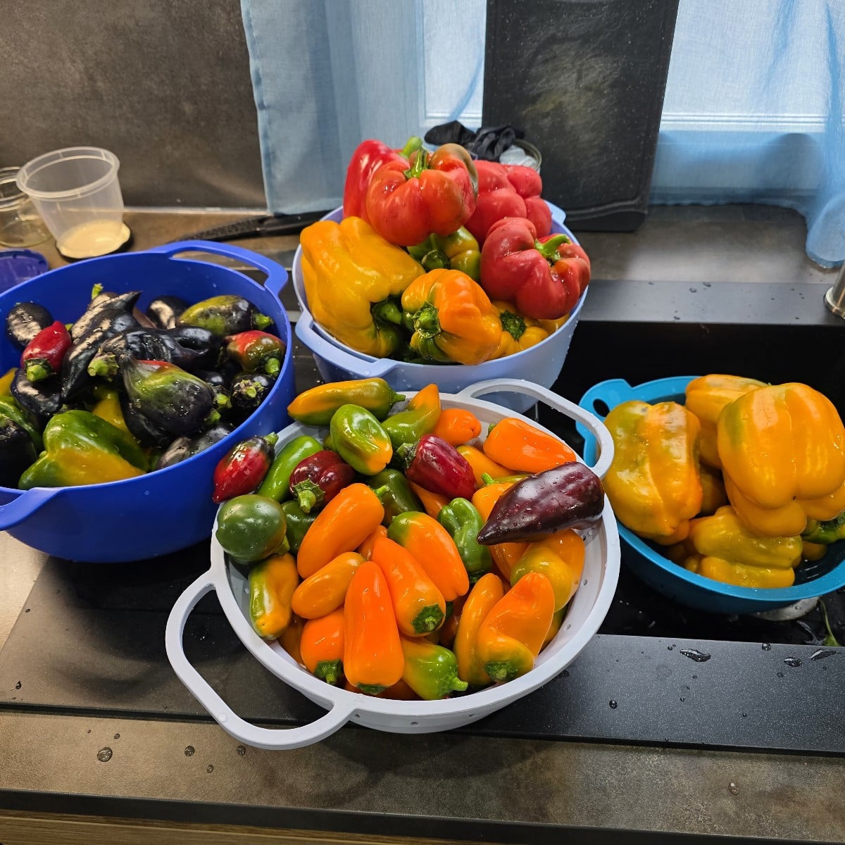 Paprika Saison ist fast zu Ende! Das meiste heute abgeerntet. Nächstes Jahr paar mehr frühe Sorten. Die Chili Ernte ist…