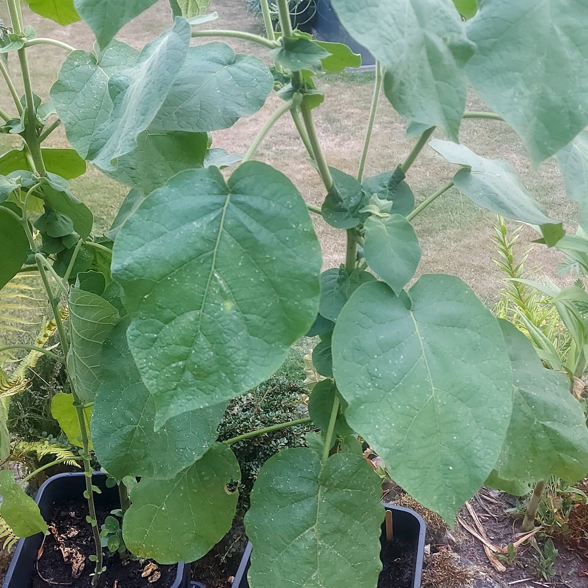 @Baumtomate oder @Tamarille. Hat jemand von euch Erfahrung mit dieser Pflanze oder selbst welche im Garten? Ich habe di…