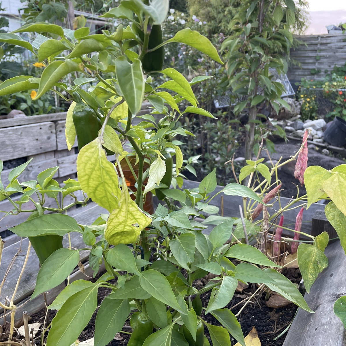 #einkaufenimgarten (Bild 1)

ein kleiner Helfer lugte bei der Spitzpaprika hervor (Bild 2) und es hängen noch 15 Frücht…