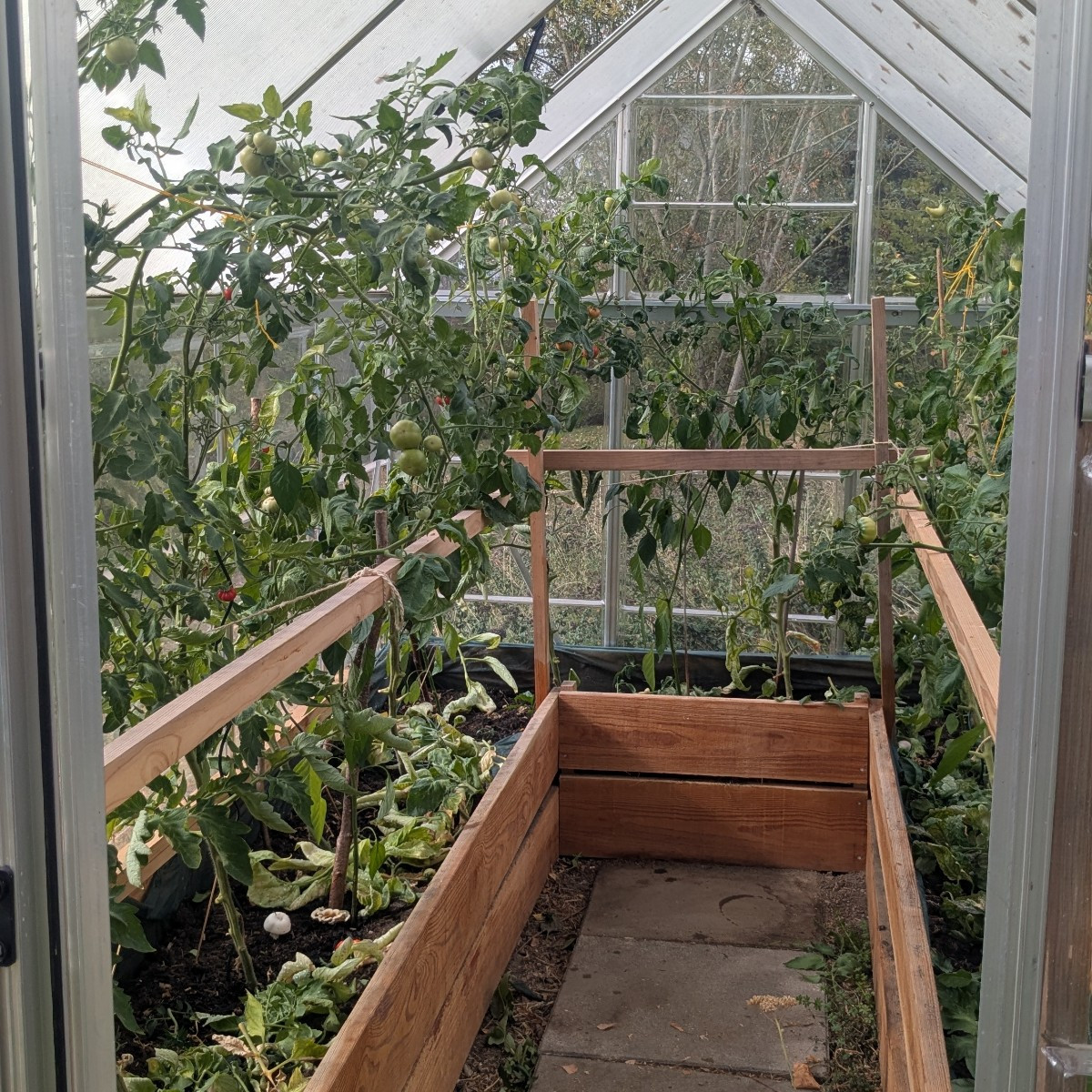 Hab den Tomaten die Blüten angeschnitten und ordentlich Licht gemacht, damit da noch gut Sonne rankommt. Bei meiner wil…