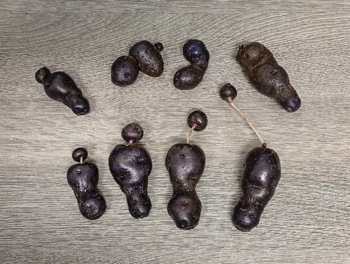 Nun haben wir unsere ersten Kartoffeln @vitelotte-36190 geerntet. Es ist der Ertrag aus 4 Pflanzkästen (40x80cm). Jede …