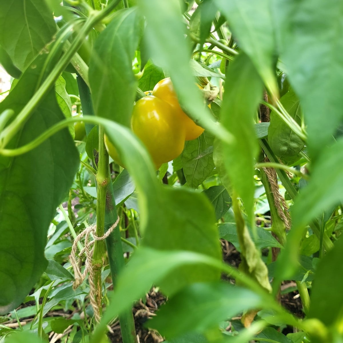 Paprika olè! Meine Blockpaprika werden jetzt doch noch reif! Die Padrons machen einfach nicht schlapp und meine milden …