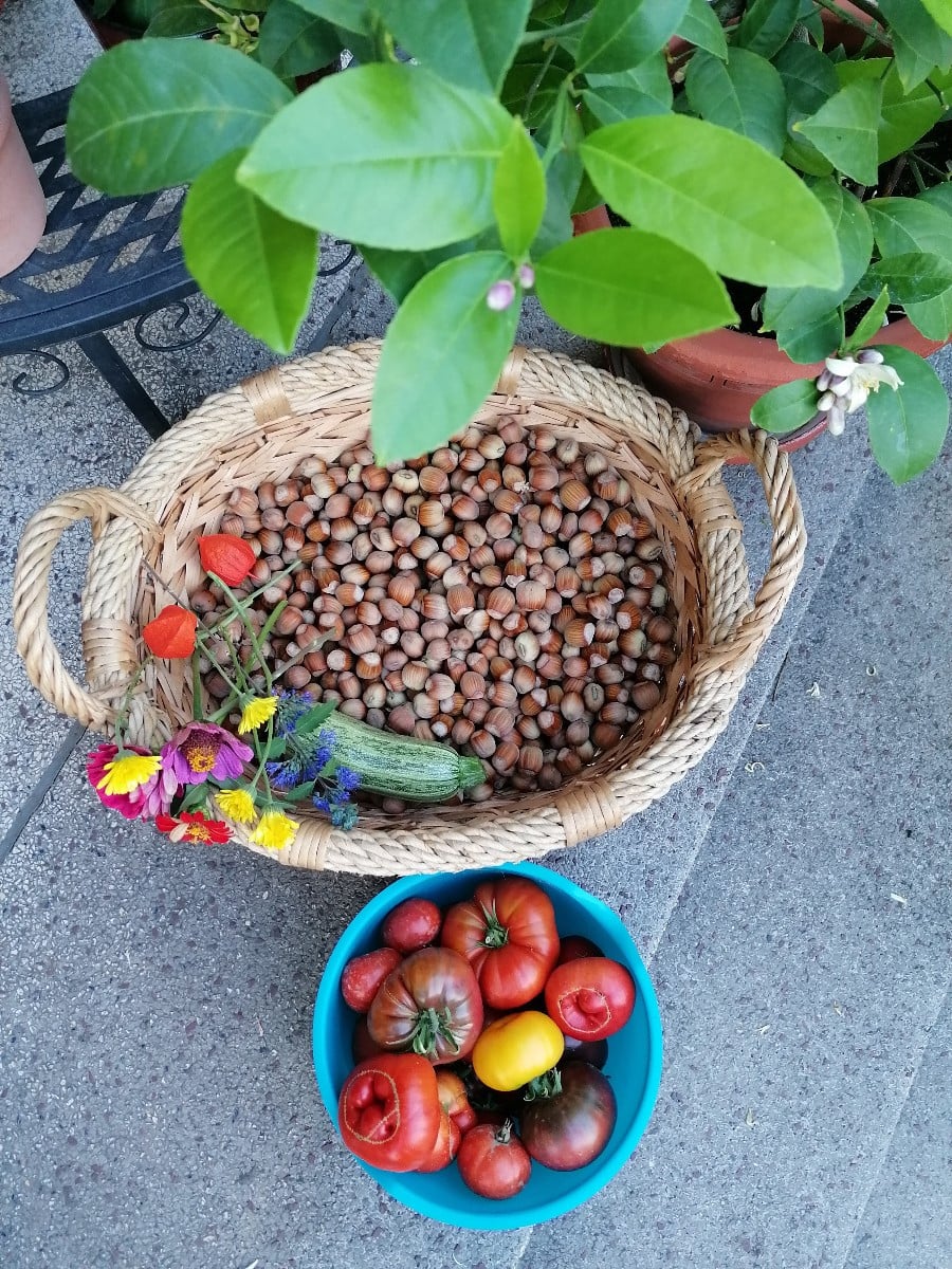 Ernte für heute. Jetzt geht es mit den Nüssen richtig los😃 