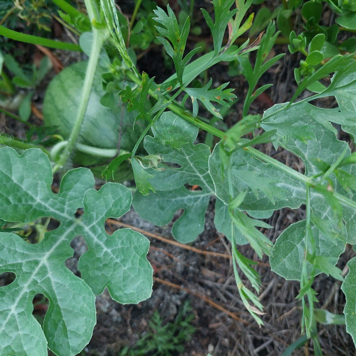 Kleines Melonen-Update:
Nachdem neulich die Melonenpflanzen bis auf ein paar Stängel vom Hagel abrasiert wurden, schaut…