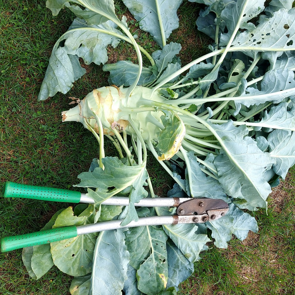 Heute habe ich endlich meinen Superschmelzkohlrabi geerntet, 3333g. Hoffentlich ist er nicht holzig.  Dann gab es noch …
