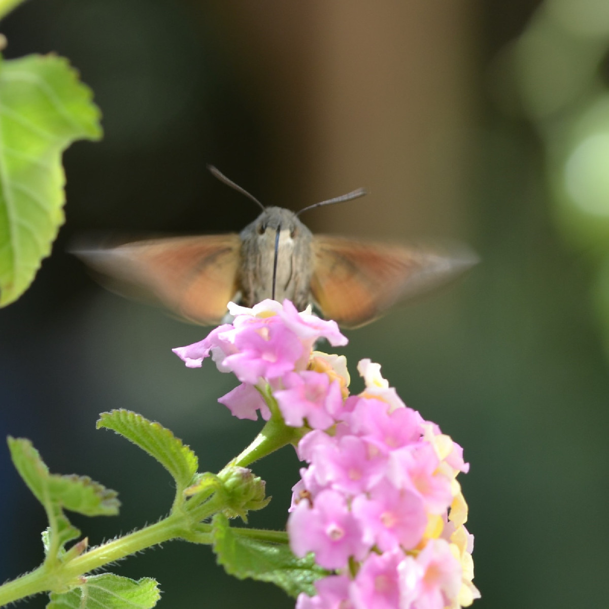 Ich werde schon ein bisschen wehmütig beim Fotografieren, weil sich die Insekten inzwischen doch ziemlich rar machen...…